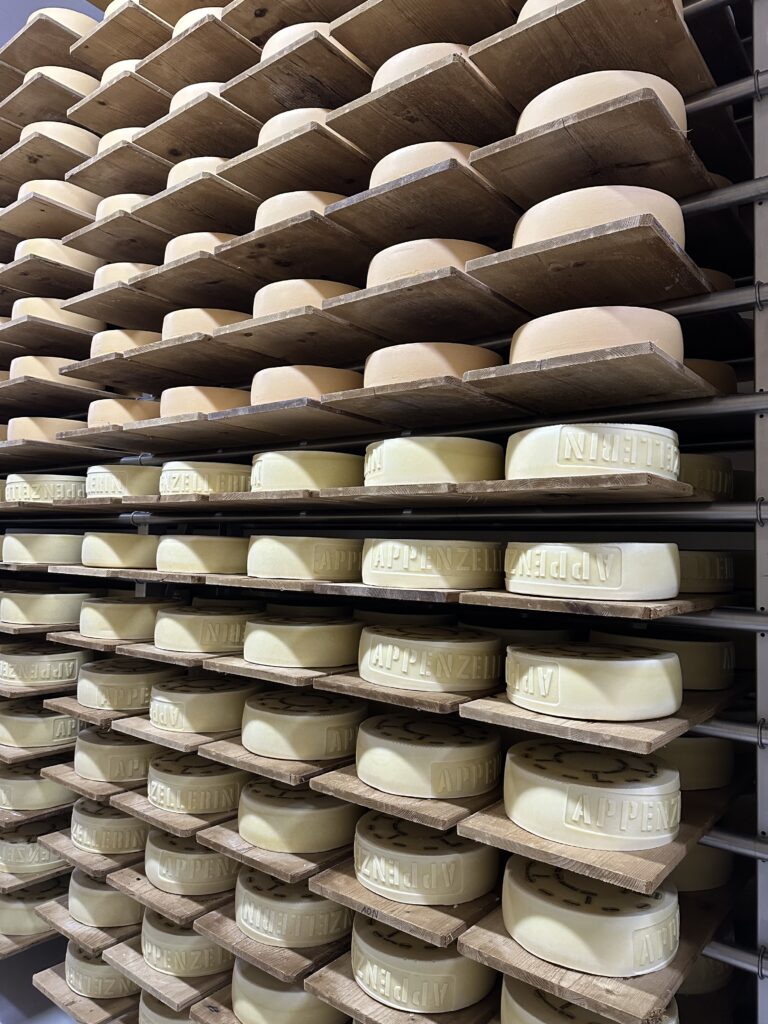 Ein Regal voller Käselaibe. Unten sind die Laibe noch heller als oben. Die unteren lagern schon länger.