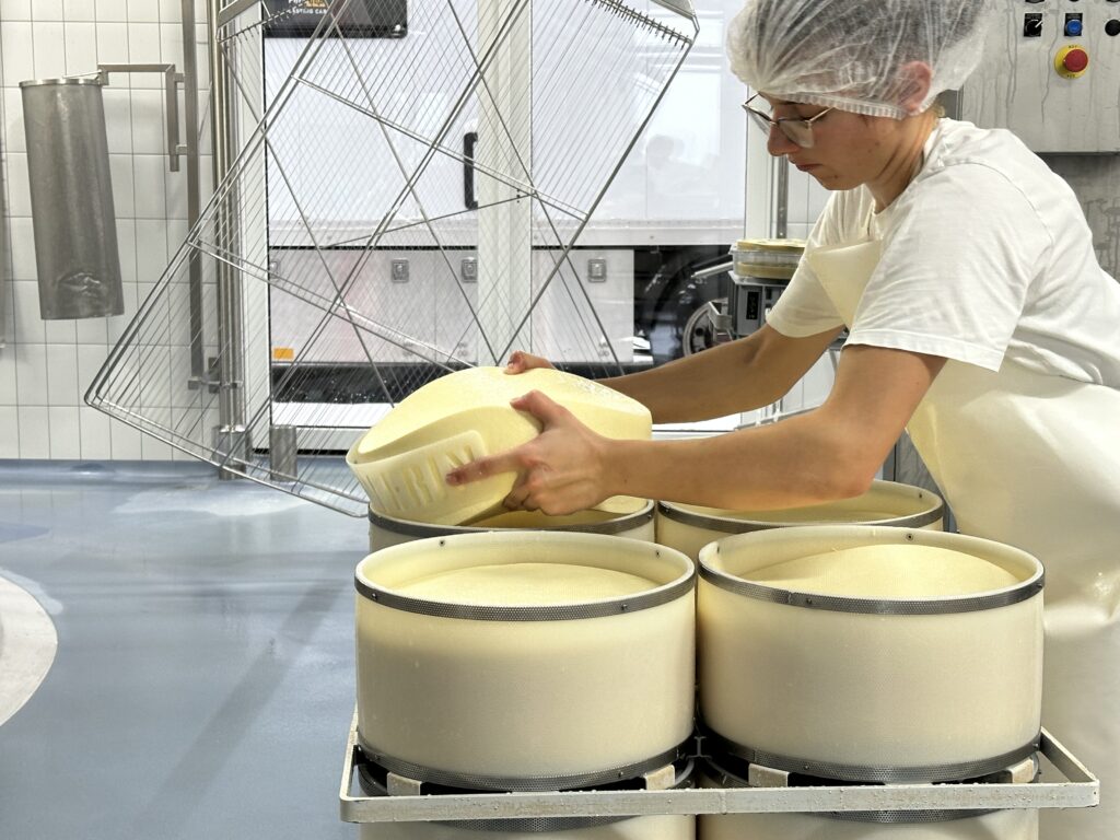 Eine Milchtechnologin setzt die gummigen Käselaibe in die Formen.