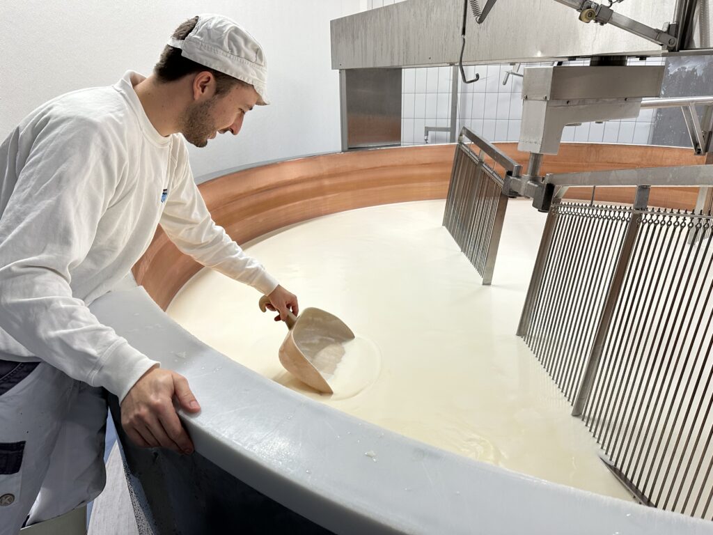 Ein Käsermeister hält eine Schaufel in die Käsemasse.